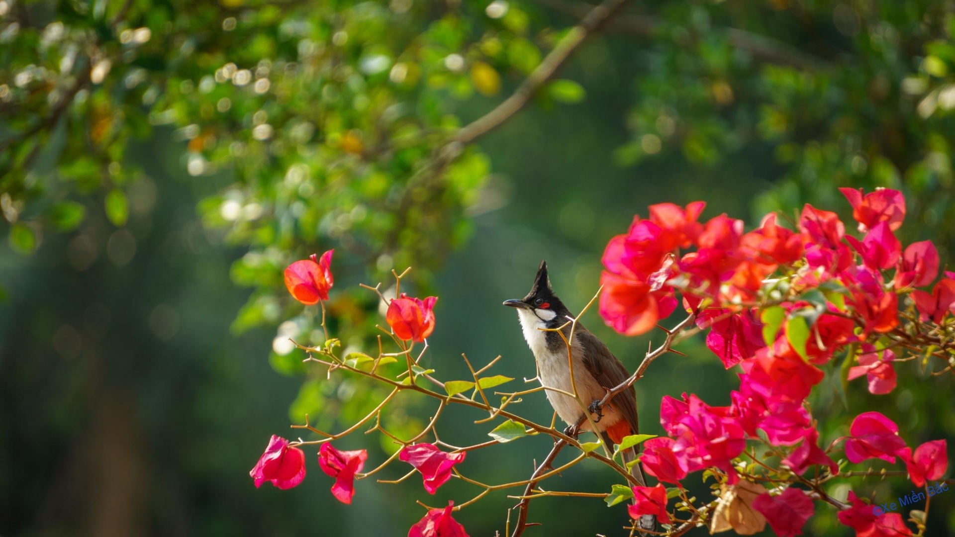Ảnh đẹp thiên nhiên mùa xuân 17 Ảnh đẹp thiên nhiên mùa xuân 17