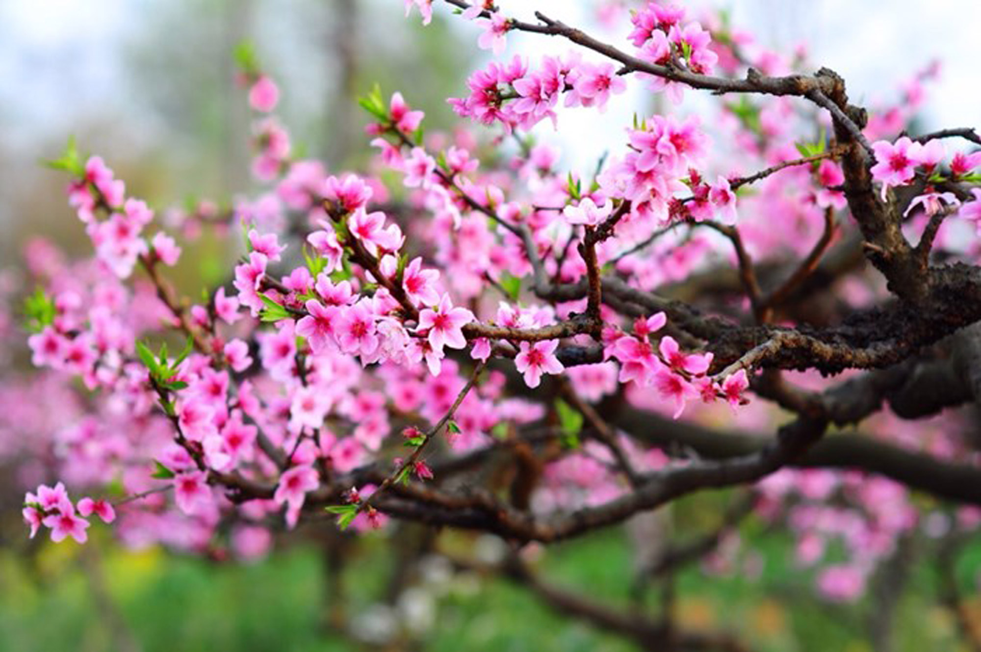 Ảnh đẹp thiên nhiên mùa xuân 19 Ảnh đẹp thiên nhiên mùa xuân 19