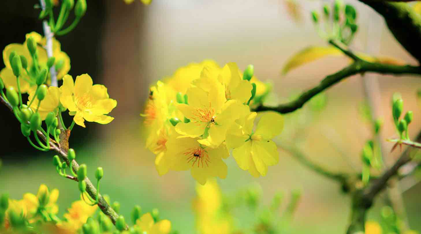 Ảnh đẹp thiên nhiên mùa xuân 22 Ảnh đẹp thiên nhiên mùa xuân 22