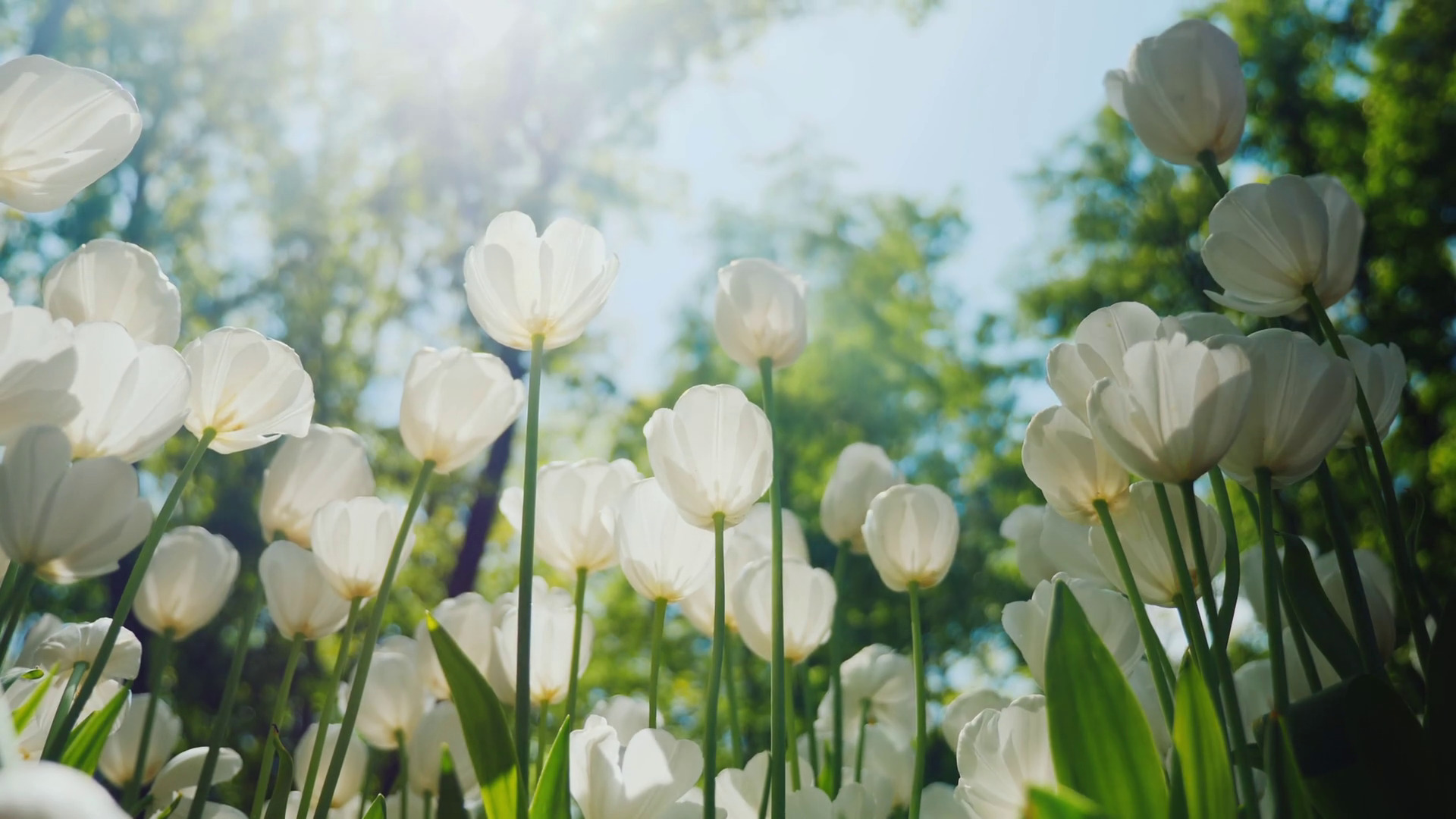 Ảnh đẹp thiên nhiên mùa xuân tulip 1 Ảnh đẹp thiên nhiên mùa xuân tulip 1
