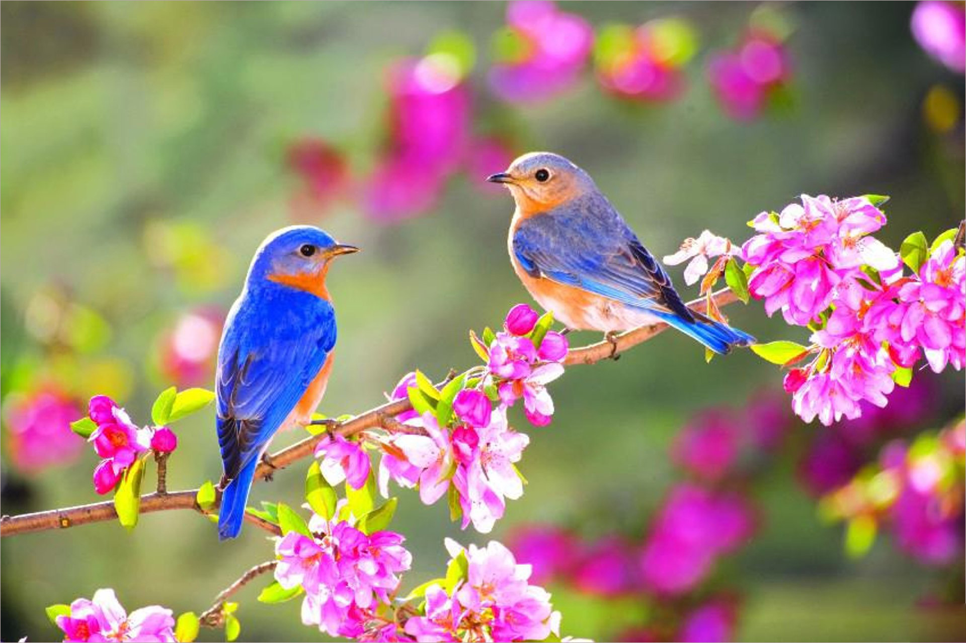 Ảnh đẹp thiên nhiên mùa xuân tulip 11 Ảnh đẹp thiên nhiên mùa xuân 11