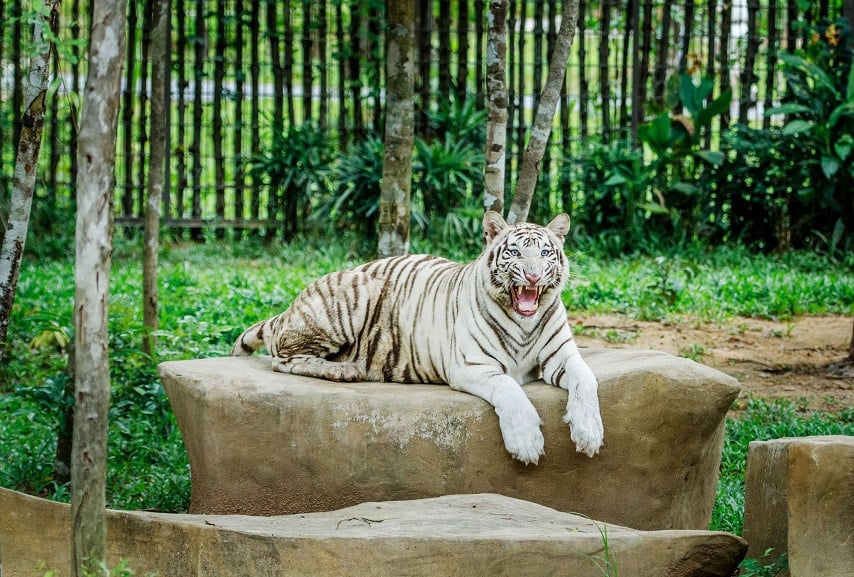 Hình ảnh con hổ trắng Bengal Hình ảnh con hổ trắng 2