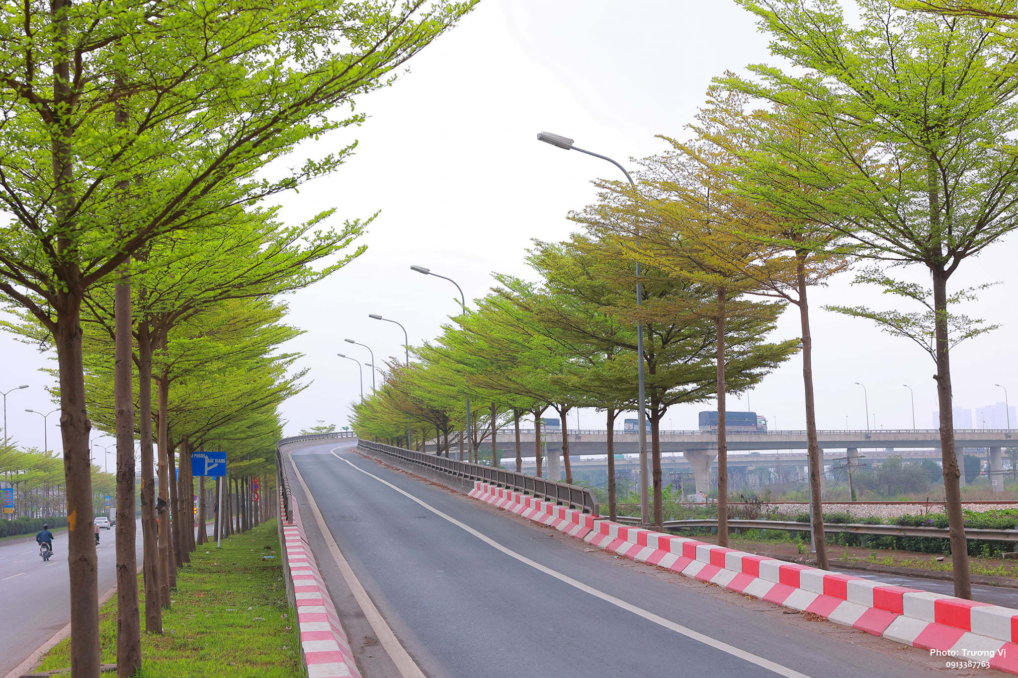 Hình nền cây xanh thiên nhiên 31 Hình nền cây xanh thiên nhiên 31