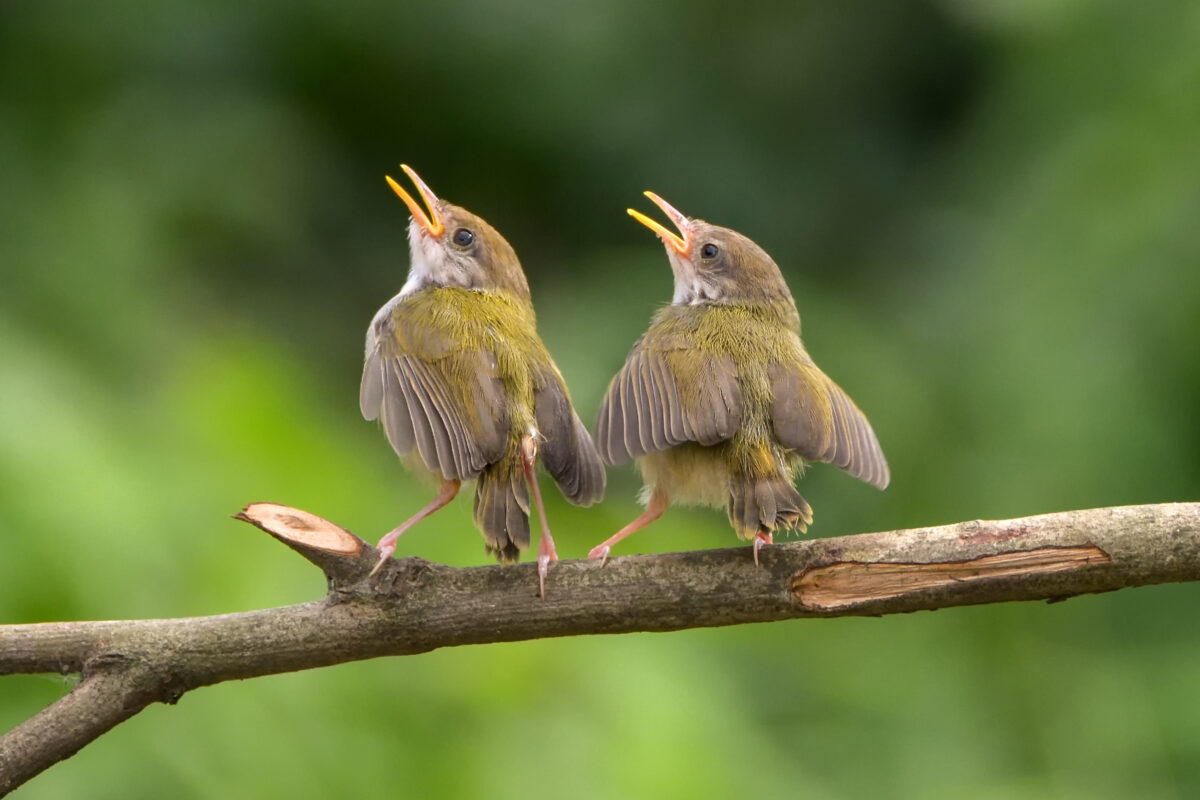Bar,Winged,Prinia,Singing,At,Tree,Branch,,Singing,Bird chim hót