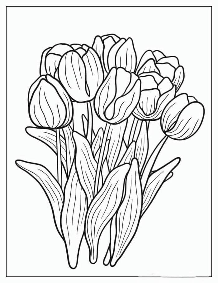 hinh-tranh-to-mau-hoa-tulip Hình tranh tô màu hoa tulip