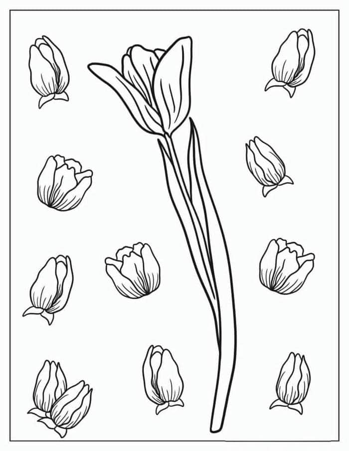tranh-to-mau-hinh-bong-hoa-tulip Tranh tô màu hình bông hoa tulip