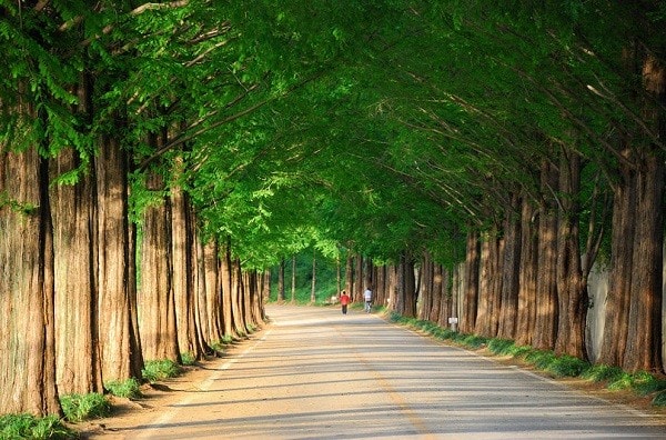 anh cay coi thien nhien 10 ảnh cây cối thiên nhiên 10