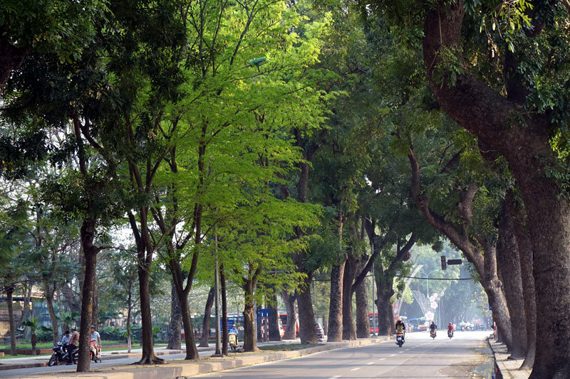 anh cay coi thien nhien 12 ảnh cây cối thiên nhiên 12