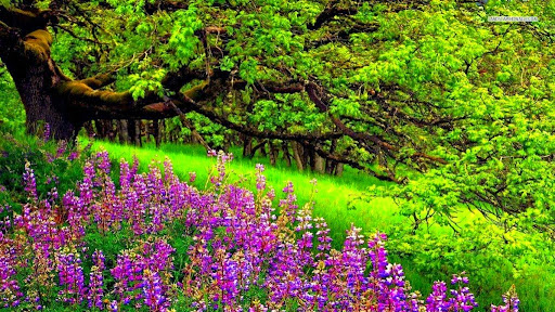 anh thien nhien 4 mua 6 ảnh thiên nhiên 4 mùa 6