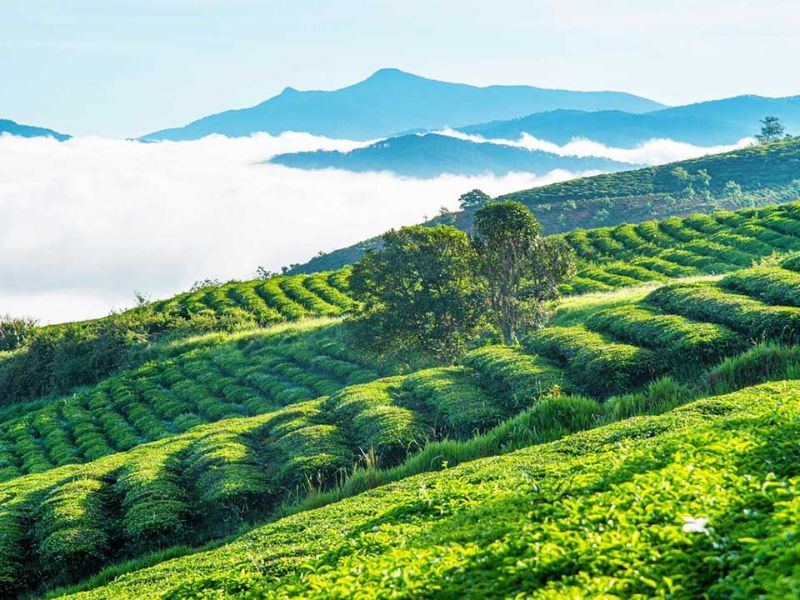 Đồi Chè Đà Lạt ảnh thiên nhiên chill 20